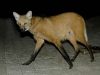 1011 WolfExit.jpg